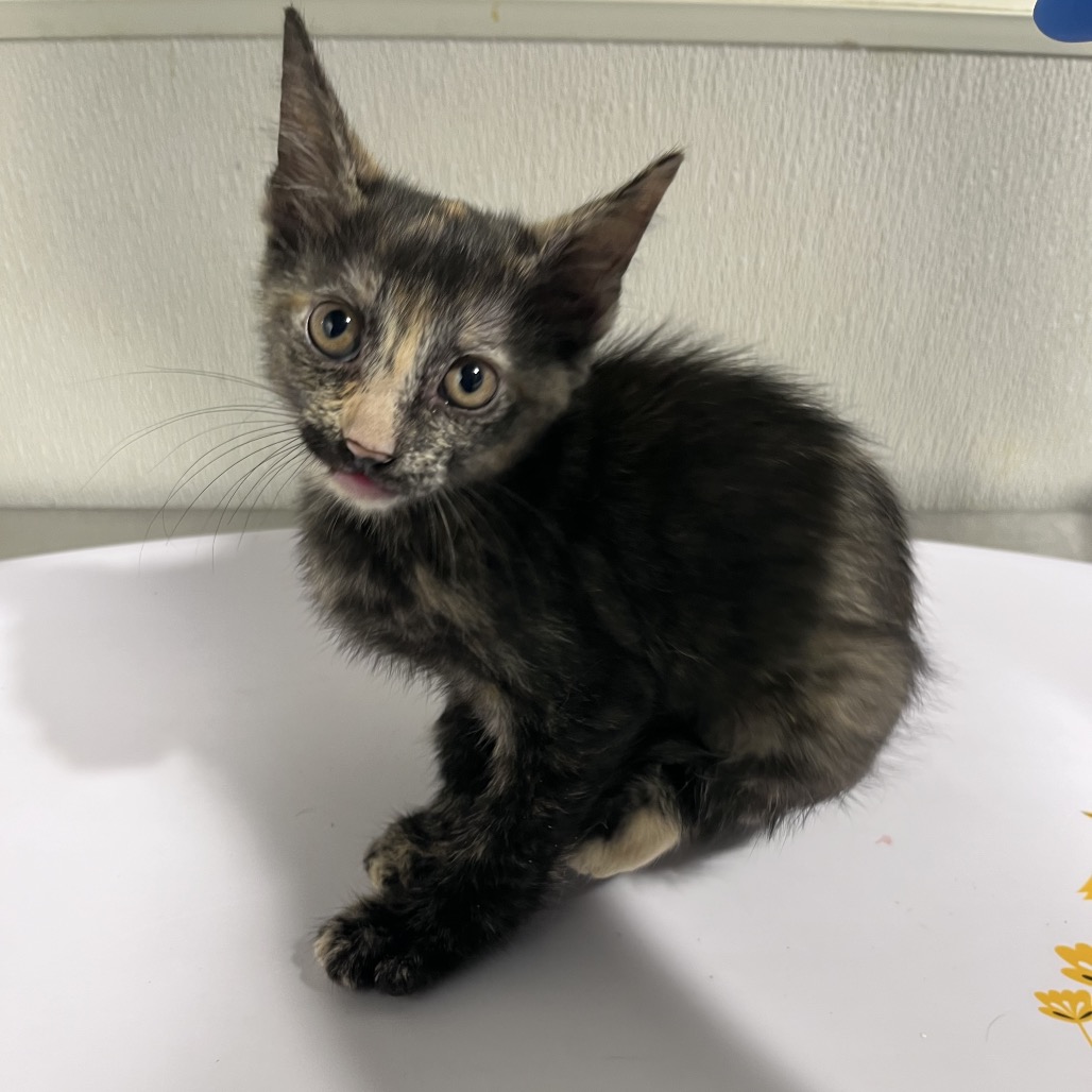 Shelter Stray Female Cat last seen , 3607 N Armenia Ave, Tampa, FL 33607, USA