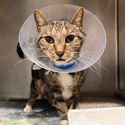 Shelter Stray Male Cat last seen , 3607 N Armenia Ave, Tampa, FL 33607, USA