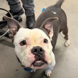 Shelter Stray Male Dog last seen , 3607 N Armenia Ave, Tampa, FL 33607, USA