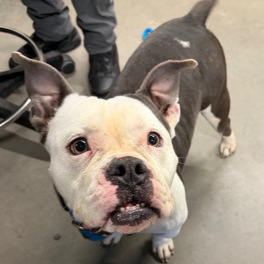 Shelter Stray Male Dog last seen , 3607 N Armenia Ave, Tampa, FL 33607, USA