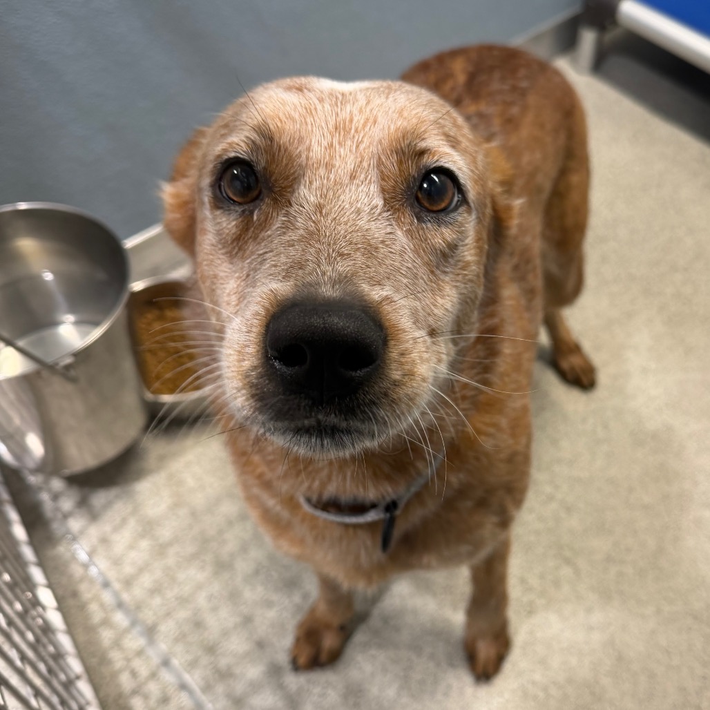 Shelter Stray Female Dog last seen , 3607 N Armenia Ave, Tampa, FL 33607, USA