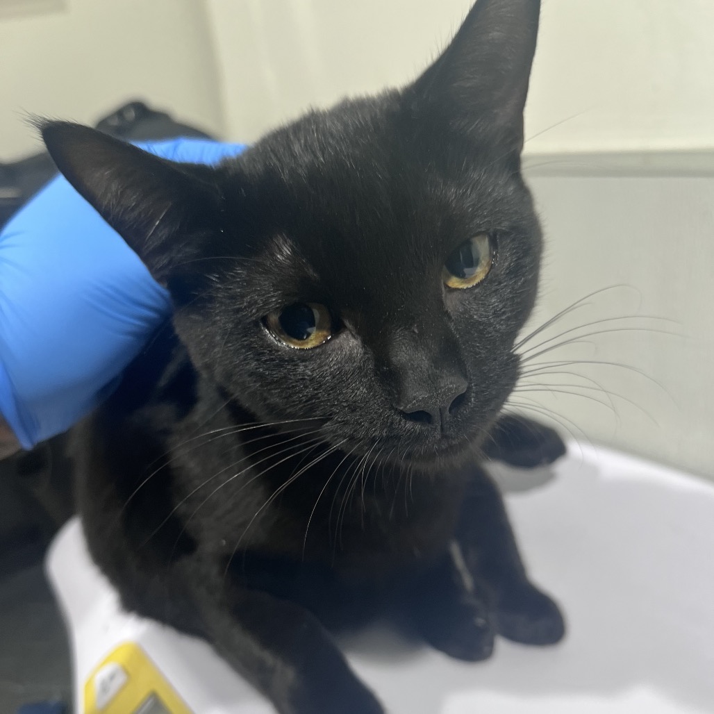 Shelter Stray Female Cat last seen , 3607 N Armenia Ave, Tampa, FL 33607, USA