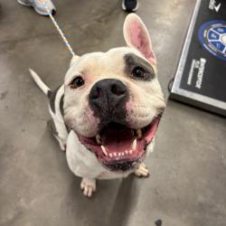Shelter Stray Male Dog last seen , 3607 N Armenia Ave, Tampa, FL 33607, USA