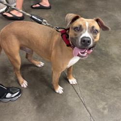 Shelter Stray Male Dog last seen , 3607 N Armenia Ave, Tampa, FL 33607, USA