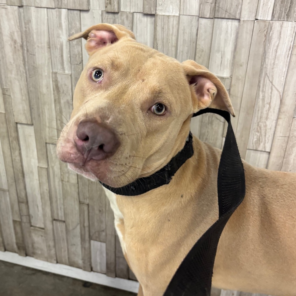 Shelter Stray Male Dog last seen , 3607 N Armenia Ave, Tampa, FL 33607, USA