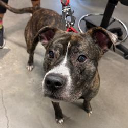 Shelter Stray Male Dog last seen , 3607 N Armenia Ave, Tampa, FL 33607, USA