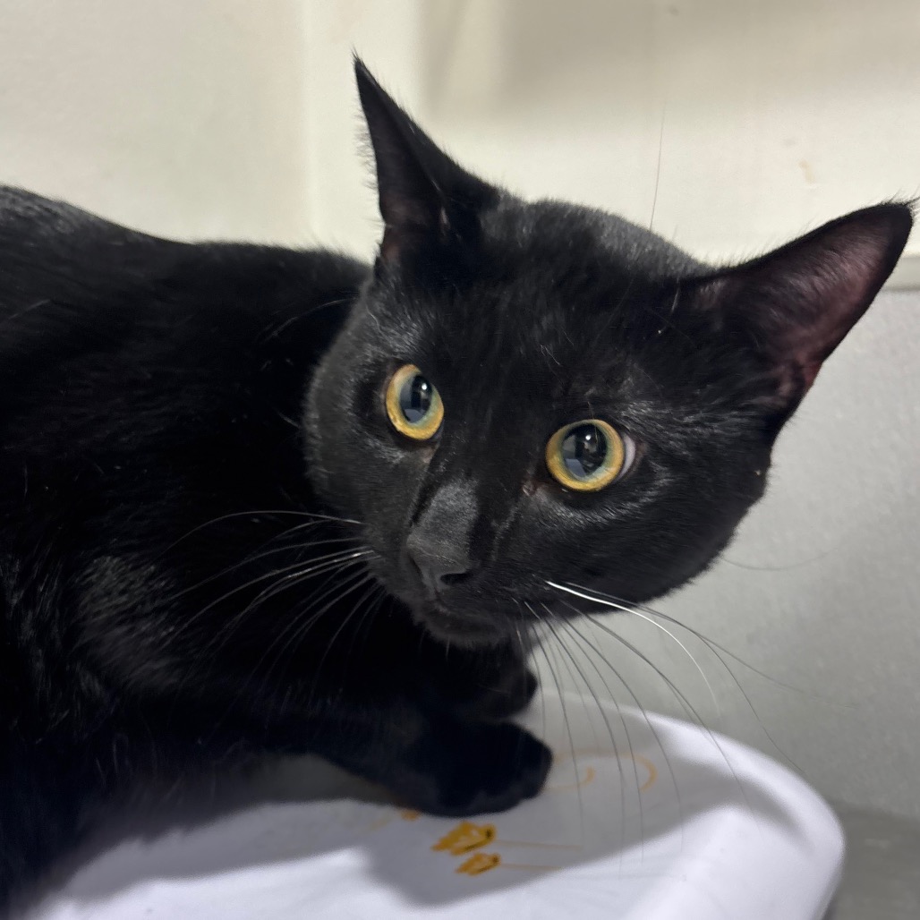Shelter Stray Male Cat last seen , 3607 N Armenia Ave, Tampa, FL 33607, USA