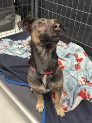 Shelter Stray Male Dog last seen Near Sipes Lane, San Diego, CA, 92173, 5500 Gaines St, San Diego, CA 92110, USA