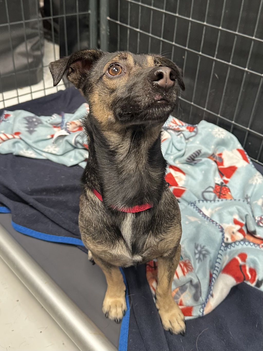 Shelter Stray Male Dog last seen Near Sipes Lane, San Diego, CA, 92173, 5500 Gaines St, San Diego, CA 92110, USA