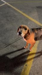 Reunited Female Dog last seen Chicken Express, Springtown, TX 76082