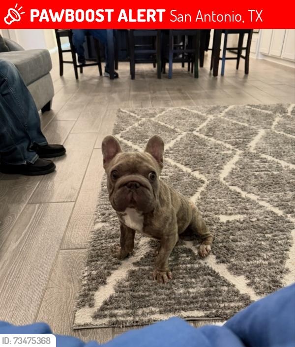 Lost Male Dog last seen On Banditos Ridge, San Antonio, TX 78245