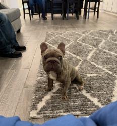 Lost Male Dog last seen On Banditos Ridge, San Antonio, TX 78245