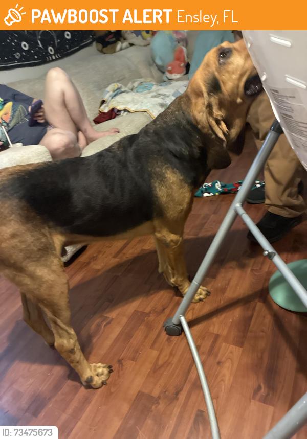 Found/Stray Male Dog last seen Twilight, Ensley, FL 32533