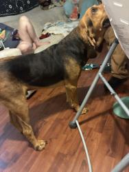 Found/Stray Male Dog last seen Twilight, Ensley, FL 32533