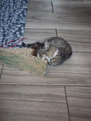 Lost Female Cat last seen Live off Lake Helen, Deltona, FL 32738