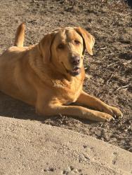 Reunited Male Dog last seen Dehesa, El Cajon, CA 92020