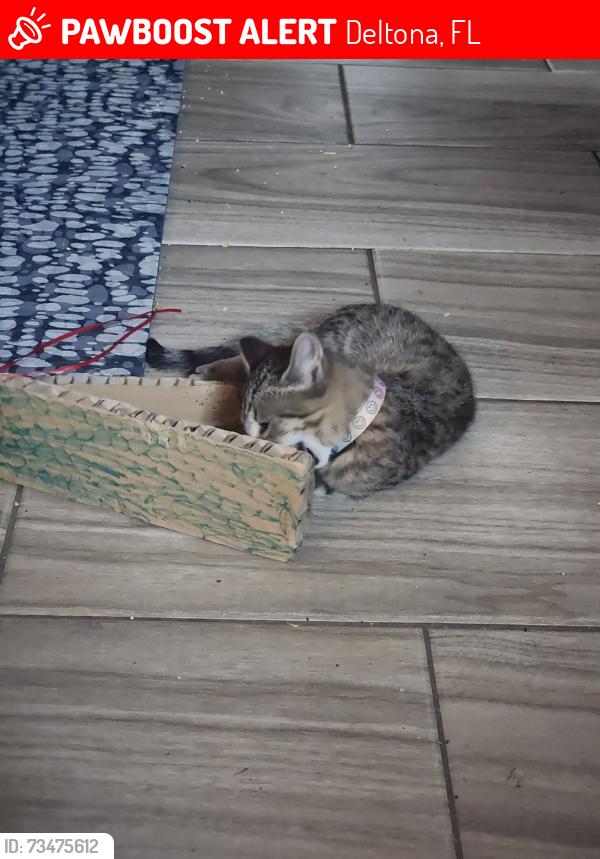 Lost Female Cat last seen Live off Lake Helen, Deltona, FL 32738