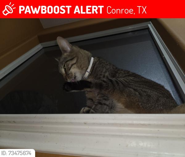 Lost Female Cat last seen Long valley ct and sun view lane, Conroe, TX 77302