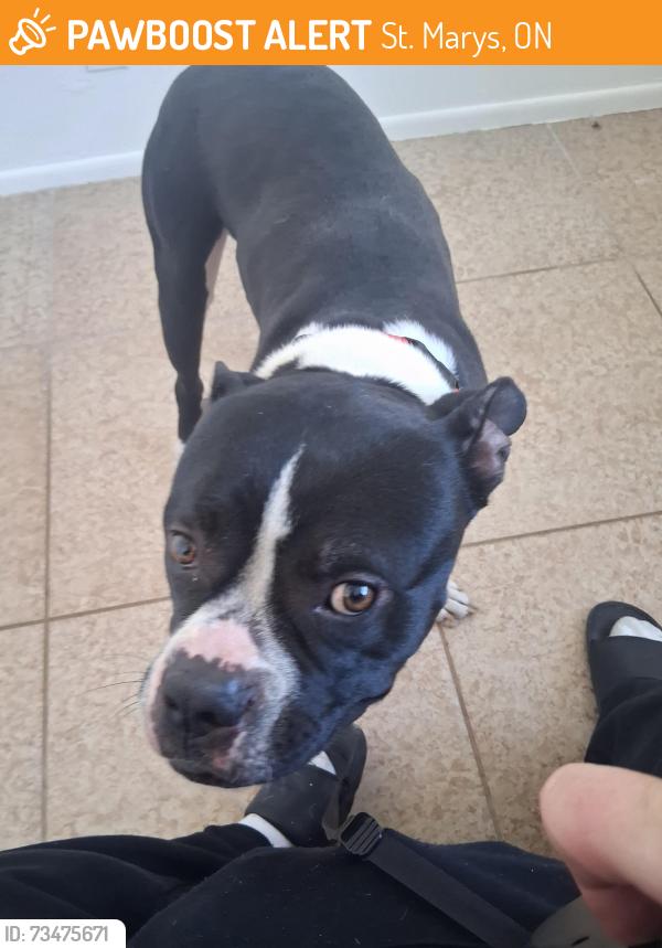 Found/Stray Male Dog last seen Bell and grand in surprise, St. Marys, ON 
