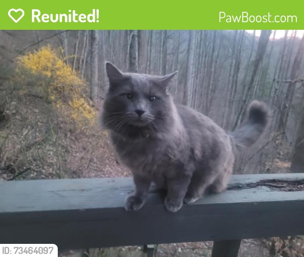 Reunited Male Cat last seen Hamburg road, Mars Hill, NC 28754