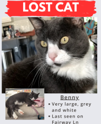 Lost Male Cat last seen Patrol Club Rd and Pilot Rd, Greenville, SC 29609