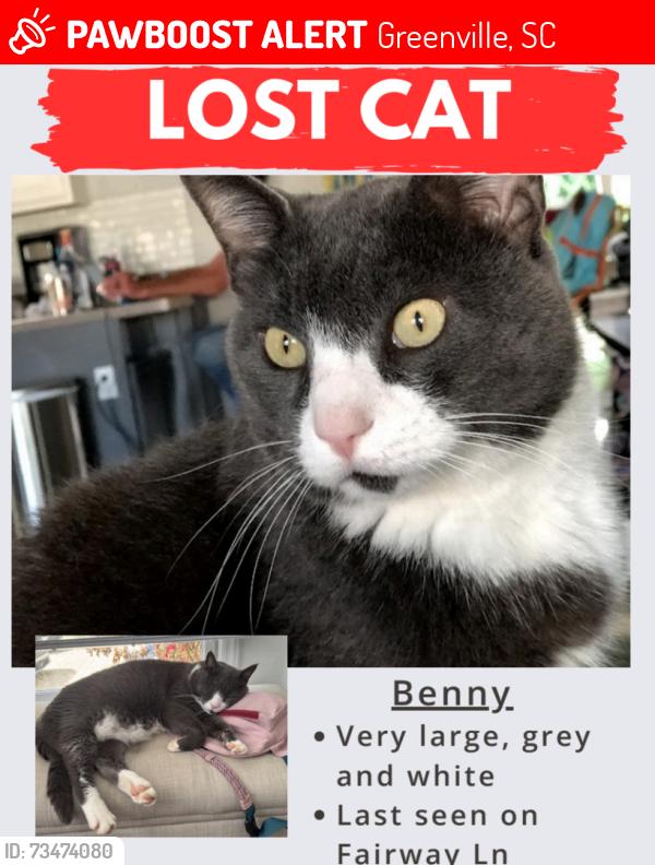 Lost Male Cat last seen Patrol Club Rd and Pilot Rd, Greenville, SC 29609