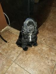 Reunited Male Dog last seen 10th, Aurora, CO 80010