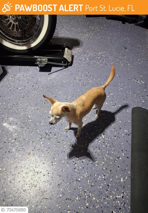 Found/Stray Male Dog last seen NW Baynard Drive, Port St. Lucie, FL 34986