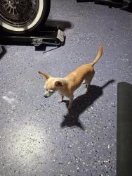 Found/Stray Male Dog last seen NW Baynard Drive, Port St. Lucie, FL 34986