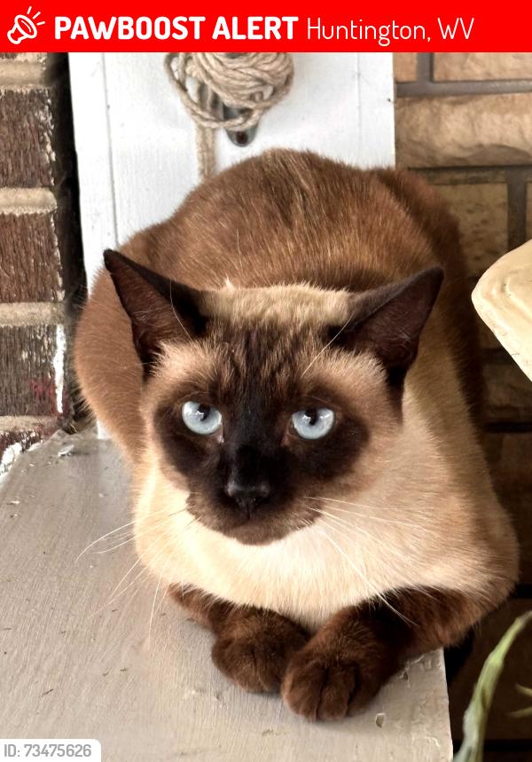 Lost Male Cat last seen Goodwill Rd and Walkers Branch, Huntington, WV 25704