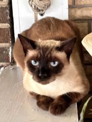 Lost Male Cat last seen Goodwill Rd and Walkers Branch, Huntington, WV 25704