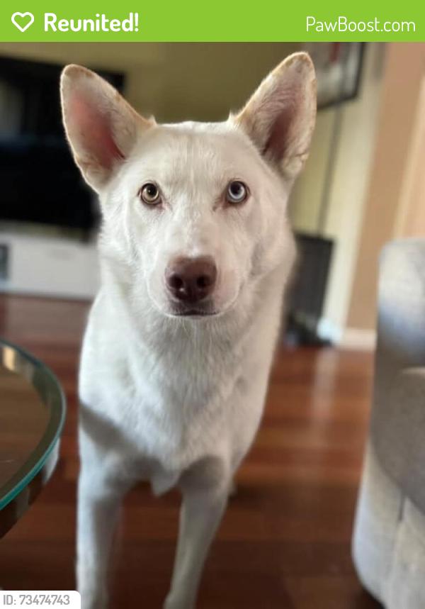 Reunited Female Dog last seen Near Outrigger Dr, San Leandro, CA 94577, USA, San Leandro, CA 94577