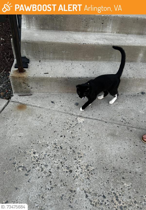Found/Stray Male Cat last seen Near S Highland St, Arlington, VA 22204, Arlington, VA 22204
