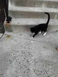 Found/Stray Male Cat last seen Near S Highland St, Arlington, VA 22204, Arlington, VA 22204