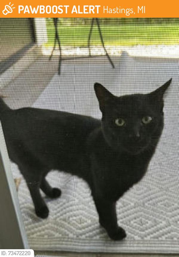 Found/Stray Male Cat last seen Barfield apmts, Hastings, MI 49058