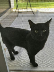 Found/Stray Male Cat last seen Barfield apmts, Hastings, MI 49058