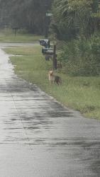 Found/Stray Male Dog last seen Race trac, Homosassa Springs, FL 34448