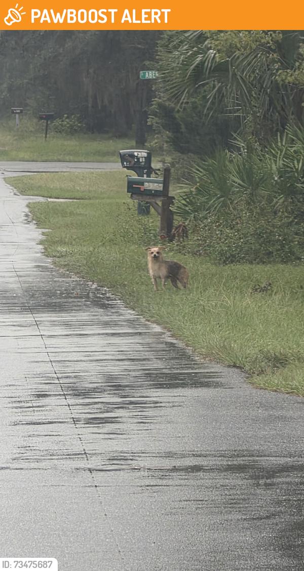 Found/Stray Male Dog last seen Race trac, Homosassa Springs, FL 34448