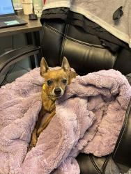 Lost Female Dog last seen West Second Street, Clayton, Nc, Usa, Clayton, NC 27520
