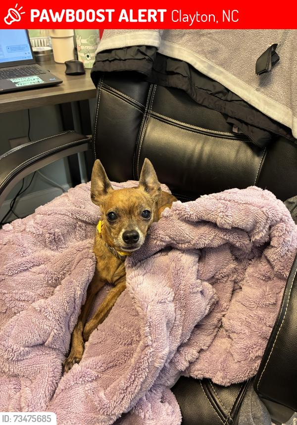 Lost Female Dog last seen West Second Street, Clayton, Nc, Usa, Clayton, NC 27520