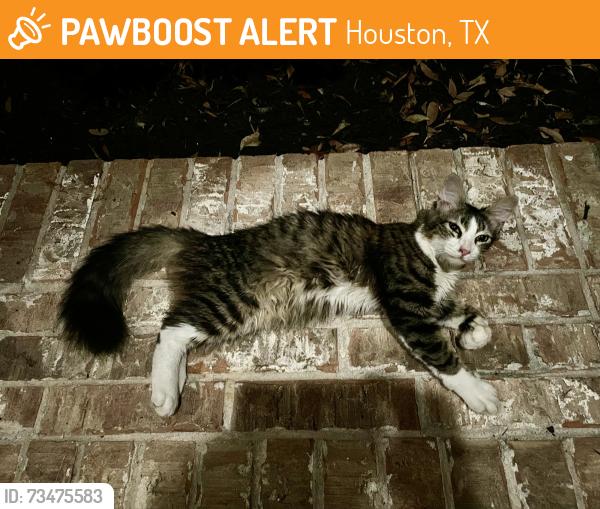 Found/Stray Female Cat last seen Timberbluff and Autumn Pine Ln., Houston, TX 77084
