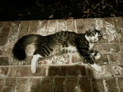 Found/Stray Female Cat last seen Timberbluff and Autumn Pine Ln., Houston, TX 77084
