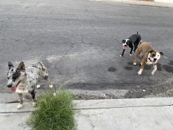 Found/Stray Unknown Dog last seen Cinderella Ln & Castlewood Dr, Las Vegas, NV 89102