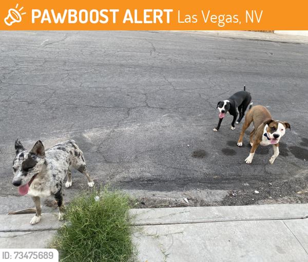 Found/Stray Unknown Dog last seen Cinderella Ln & Castlewood Dr, Las Vegas, NV 89102