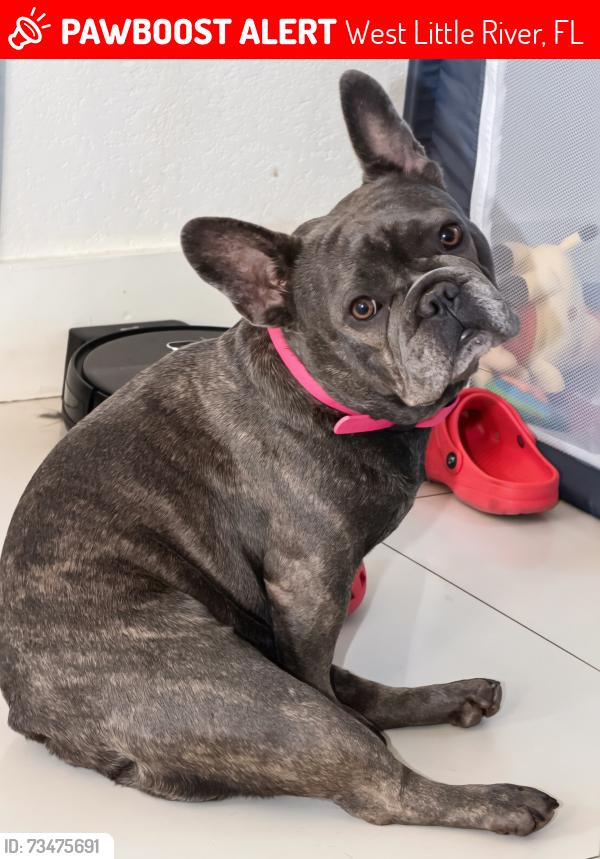 Lost Female Dog last seen 90th St Miami Florida 33147, West Little River, FL 33147