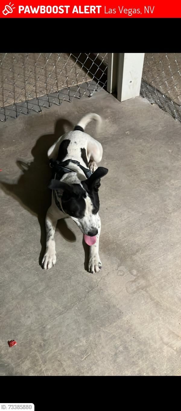 Lost Male Dog last seen Near sun vista dr Las Vegas NV, Las Vegas, NV 89104
