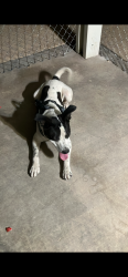 Lost Male Dog last seen Near sun vista dr Las Vegas NV, Las Vegas, NV 89104