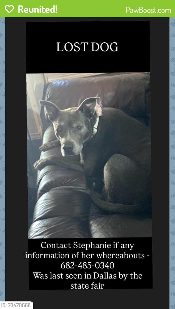 Reunited Female Dog last seen Martin Luther blvd, Dallas, TX 75215