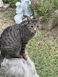 Lost Female Cat last seen West Dallas near Gabe p Allen, Pepe’s,, Dallas, TX 75212