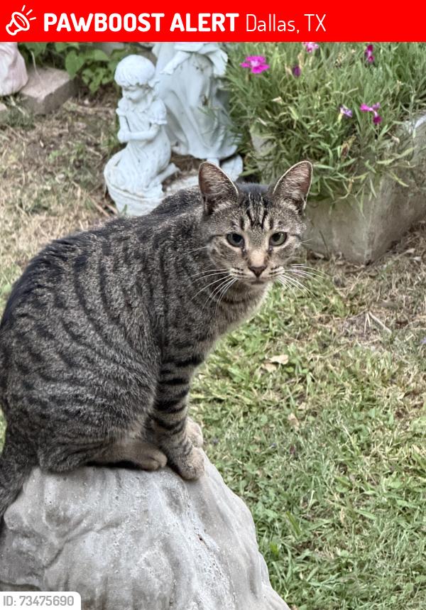 Lost Female Cat last seen West Dallas near Gabe p Allen, Pepe’s,, Dallas, TX 75212
